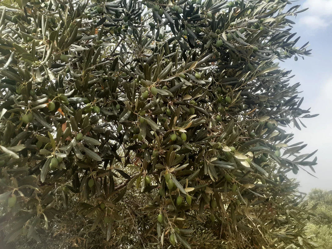 The Power of Extra Virgin Olive Oil (EVOO): Why Polyphenol-Rich EVOO Should Be a Daily Staple